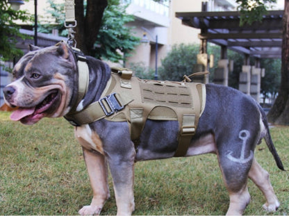 Harnais Tactique pour Chien